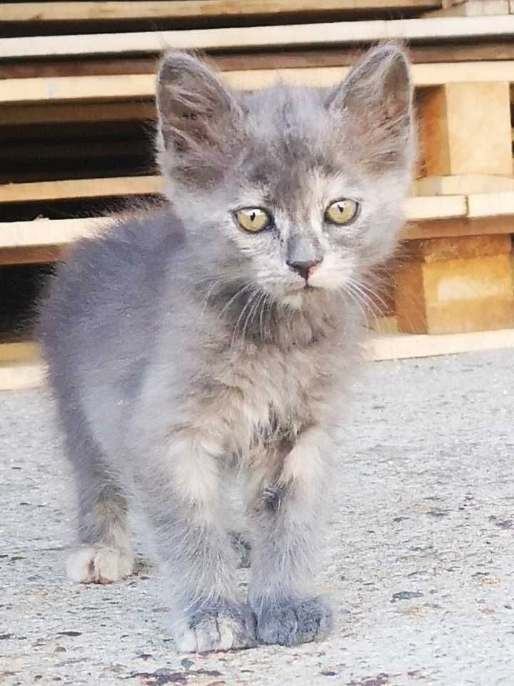 Подаряват се котенца