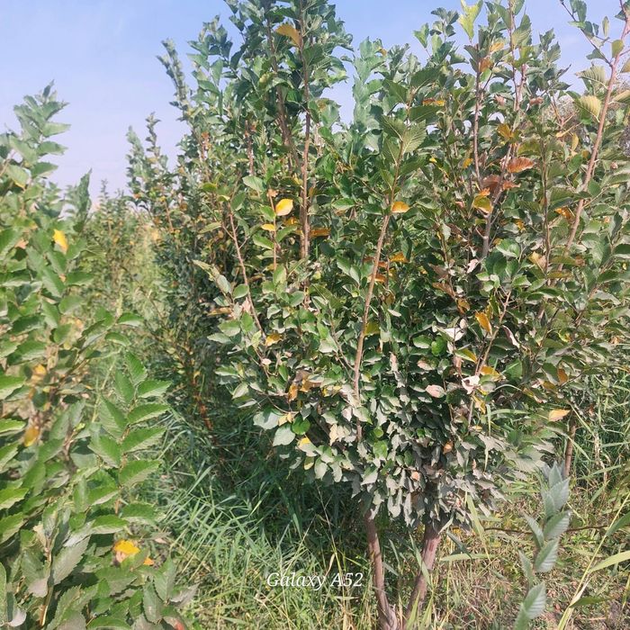 Yashil makon loyihasi uchun turli xil mevali manzarali daraxtlar bor