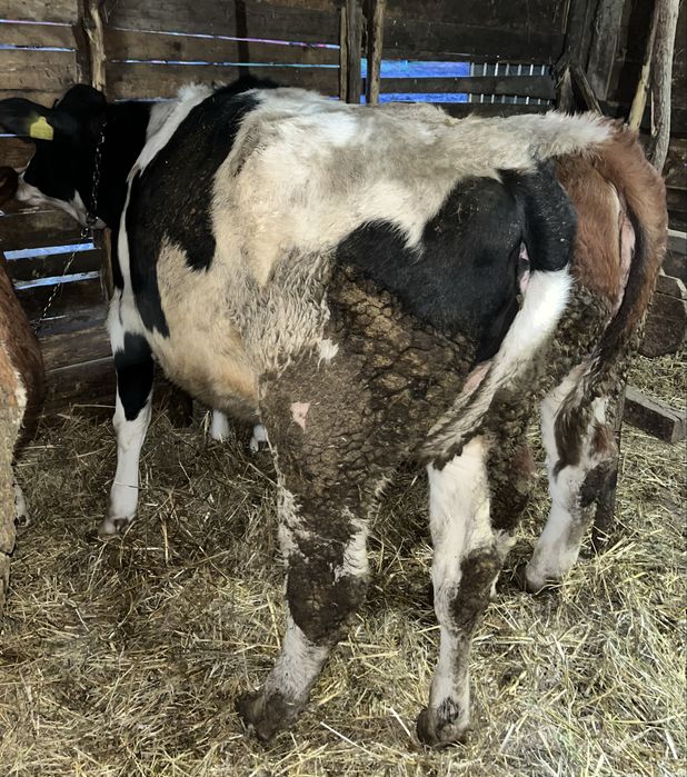 Vand vitea de 1 an si 3 luni