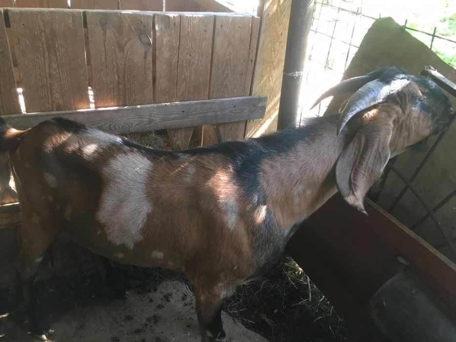 Продается Козёл