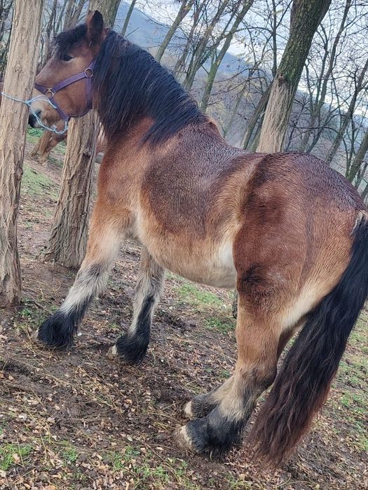 Mânză Ardeneză de vânzare