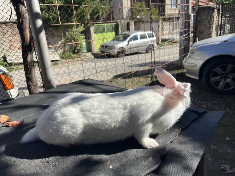 Зайци за проданн