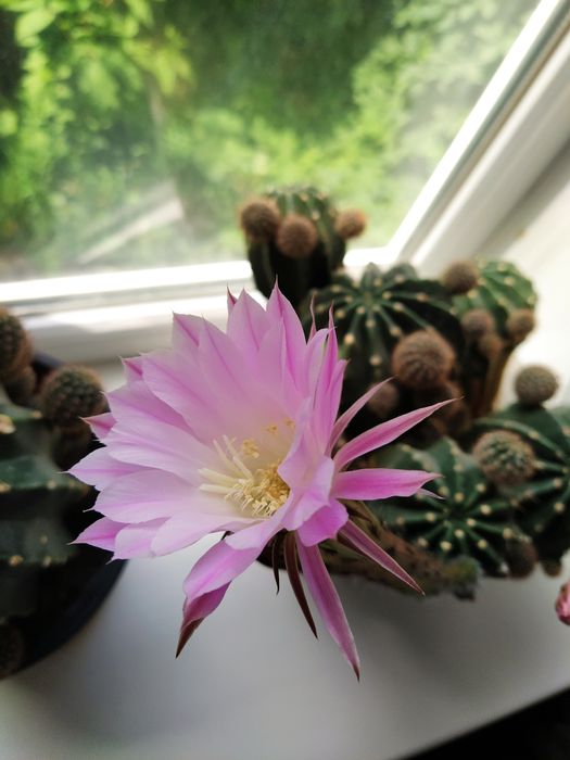 Продам четущий кактус детки и подростков