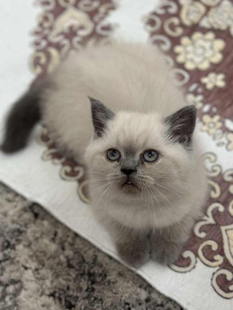 кошка Скоттиш страйт
