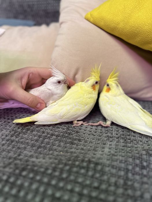 Попугай Корелла