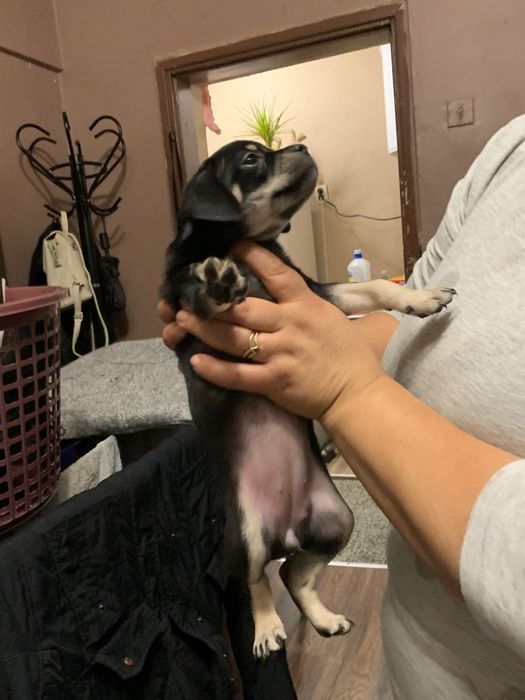 Кученца между пинчер и мопс