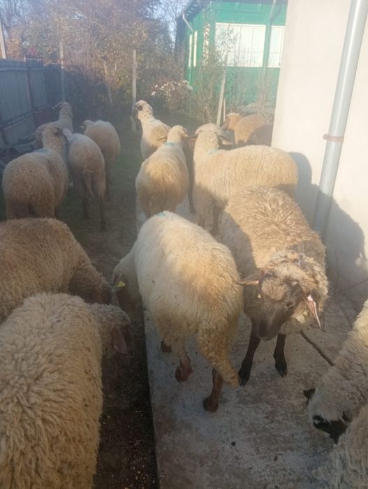 Vand carlani grasi si oi de taiat