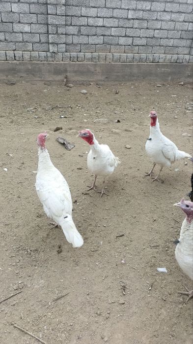 Продам домашних индюков и индюшек.