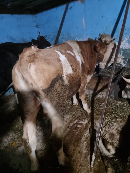 Vând taurasi tineri!