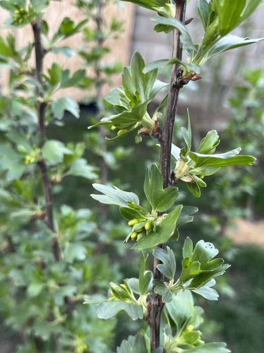 Садовые растения Алматы