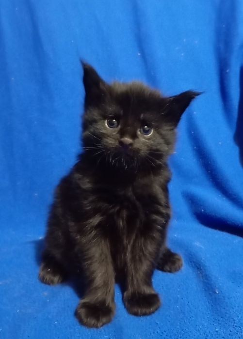 Шикарные белоснежные Мейн Куны