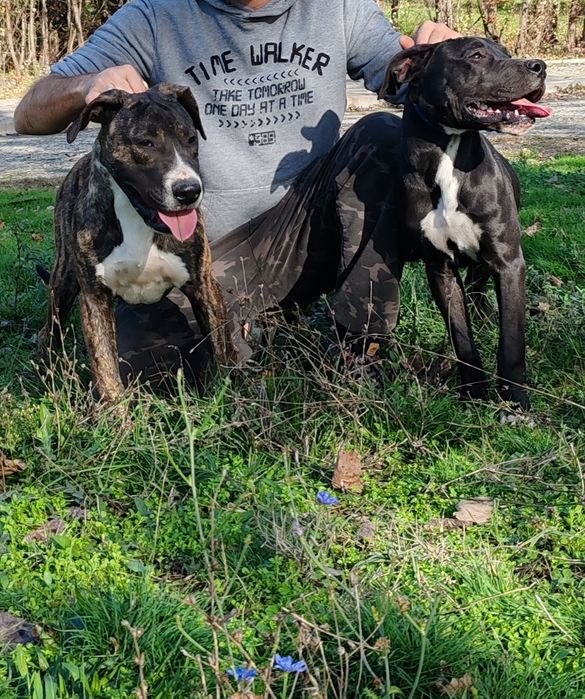 Дого аржентино/преса канарио