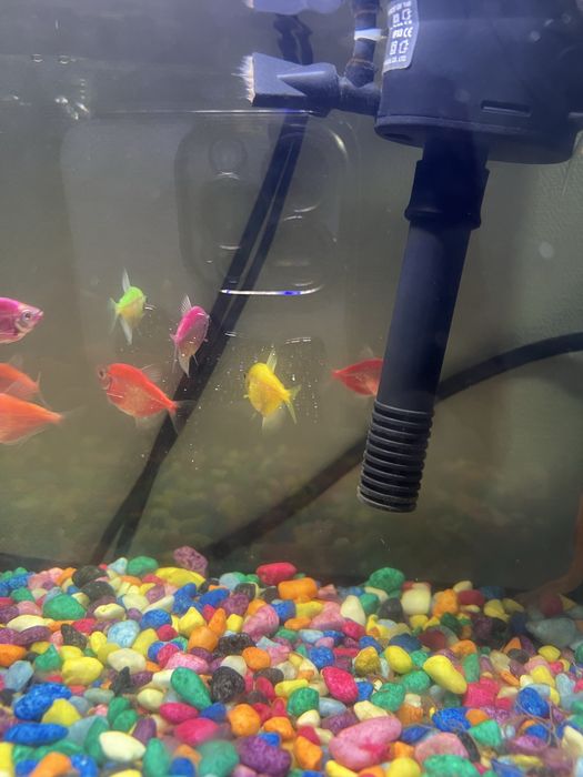 Продается аквариум с рыбками