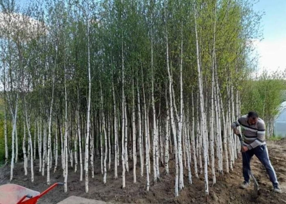 Mesteacăn mutitulpinar cu coaja alba decorativ, tei argintiu mirositor