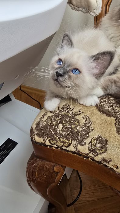 Бирманска Котка -единствена в България