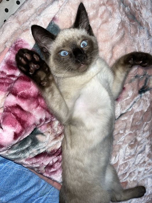 Отдам даром кота