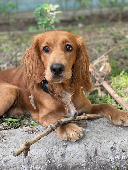 спаниель кобель, ищет сучку на вязку, город алматы