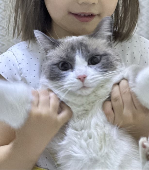 Кошка сноушу на руки