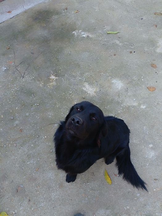 Golden Retriever negru gratuit