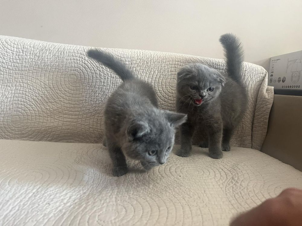 Британски котенца