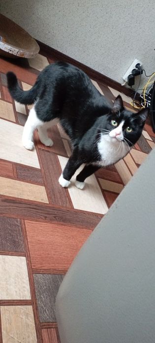 Отдам кота, меньше 1 года