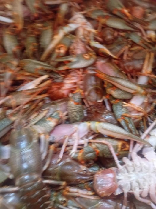 Живые раки,морские