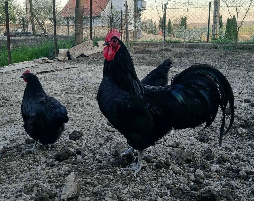 Ouă austrolup de vânzare