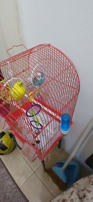 Vând 2 peruși + colivie 150 lei