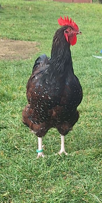 Vand cocosi diferite rase