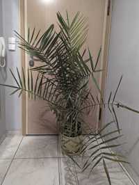 Финикова палма 140 см