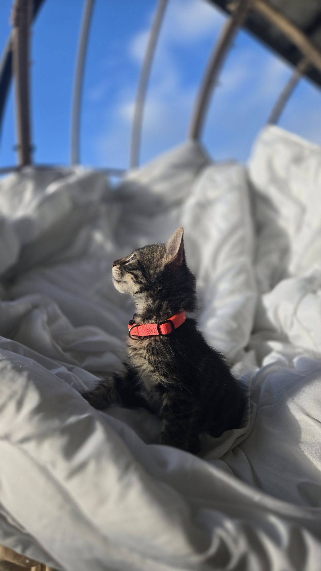 Мъжко пухкаво коте