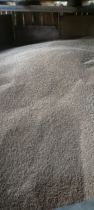 Jarissa - Grâu de primavara