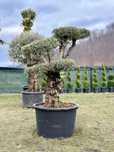 Maslin Secular Oleea Europaea , Palmier la 5-7M , Photinia , Plante