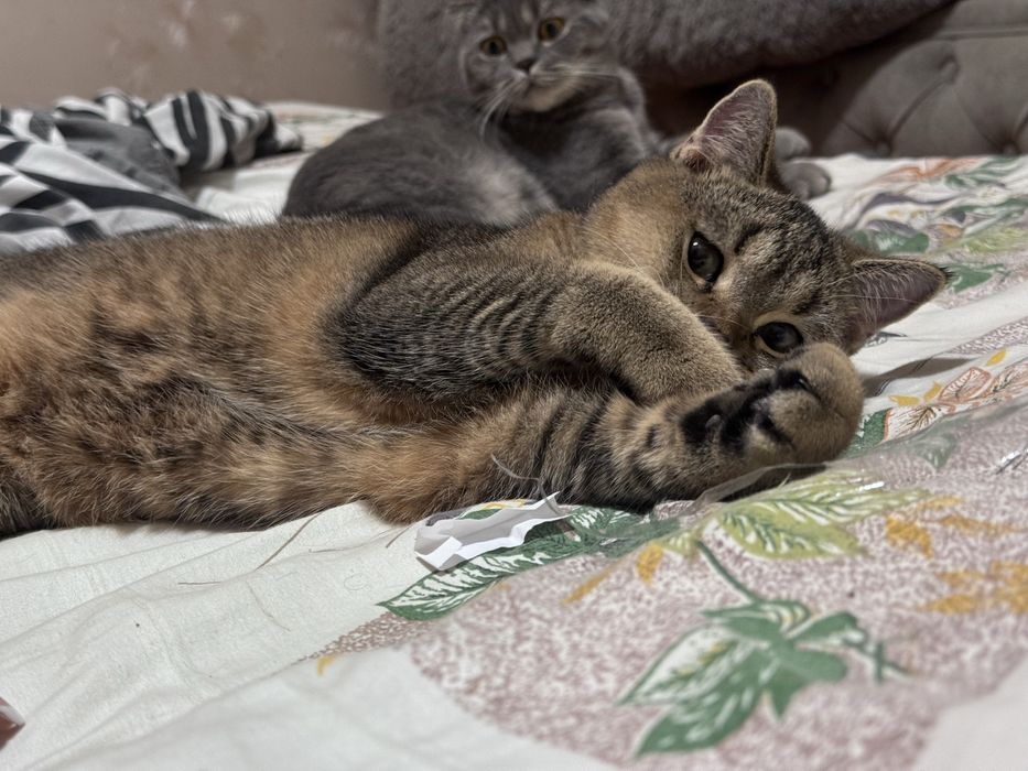 Котята скоттиш страйт скотиш страйд золотая шиншилла