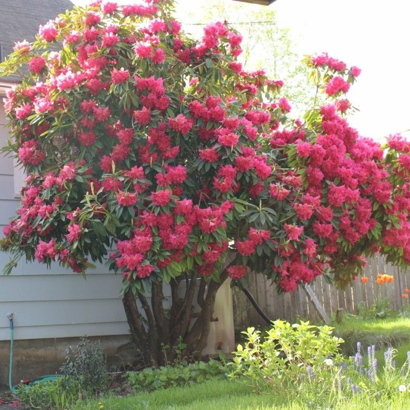 Rhododendron (Trandafir de Munte )