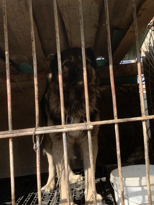 Sabaka ismi bato sabaka juda yuvosh erkag