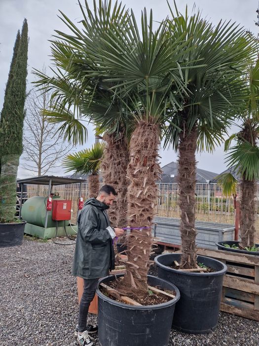 Palmieri rezistenți la îngheț de exterior, trachycarpus fortunei