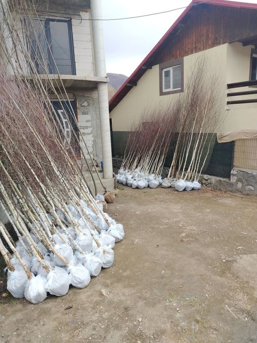Mesteacăn (Betula pendula) - arbore cu coajă albă