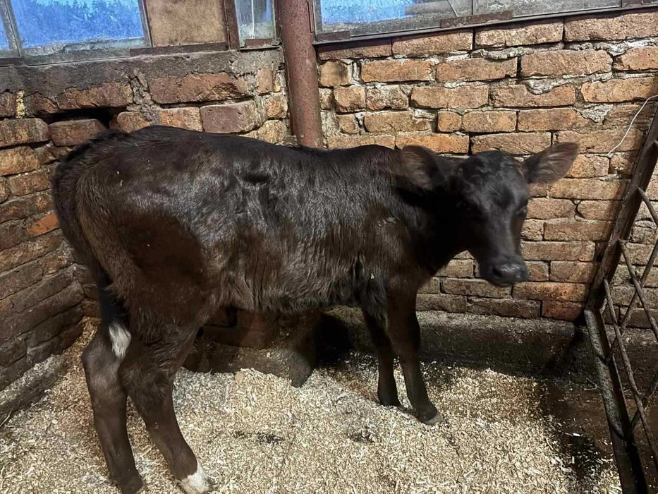 Продавам женско теле