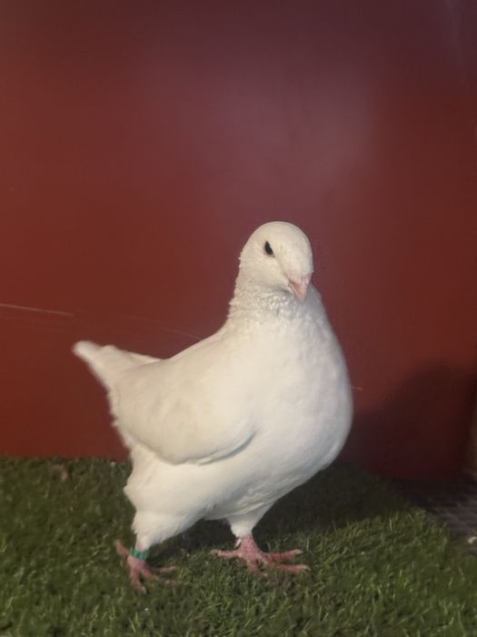 Porumbei americani AGH maturi si tineri