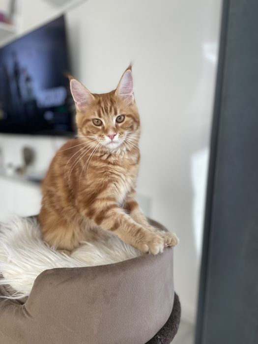 Pisica Maine Coon Red