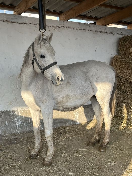 Жуас семыз буаз бие