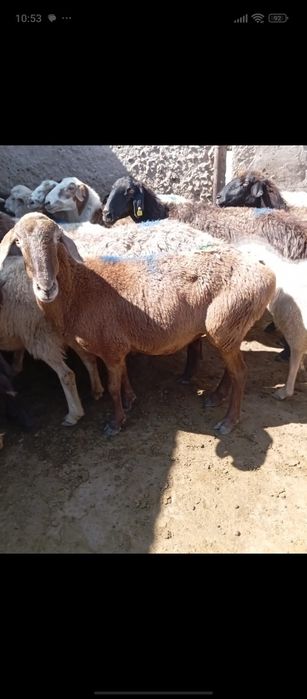 Кой сатылады сойып беремз