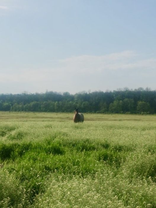 Vând cal semi-greu, femelă pentru călărie sau tracțiune