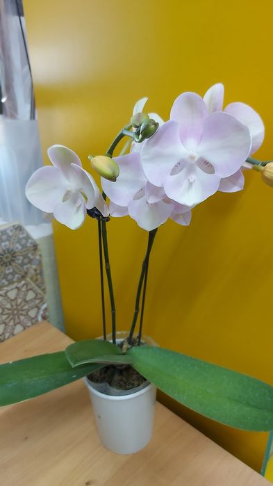 Продам    орхидеи