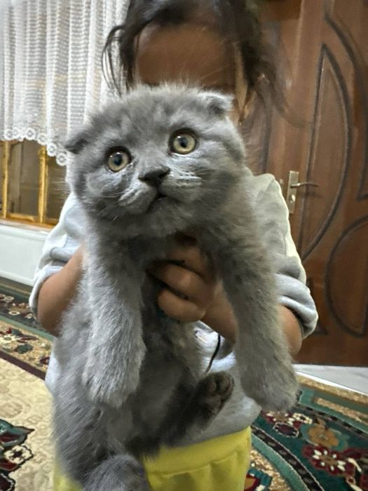 Продаются котята шотландские вислоухие (фолд)
Возраст: 2 месяца
Окрас: