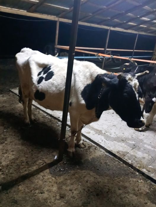 Vaca de vânzare cu lapte