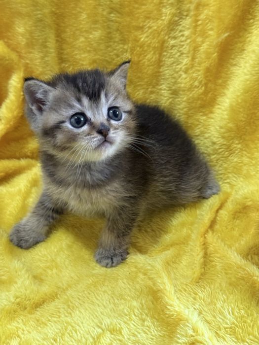 Котята золотые шиншиллы
