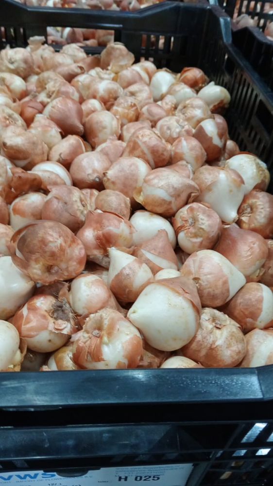 Продам луковицы тюльпана