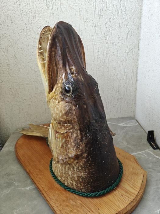 Trofeu știucă împăiată peste 23-28kg